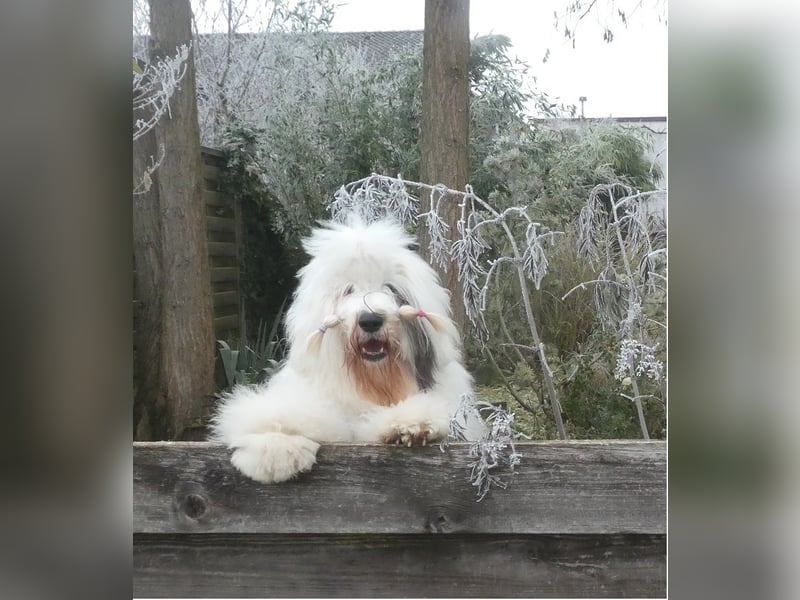 Unsere Welpen sind geboren .....