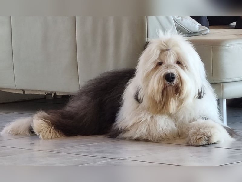 Unsere Welpen sind geboren .....