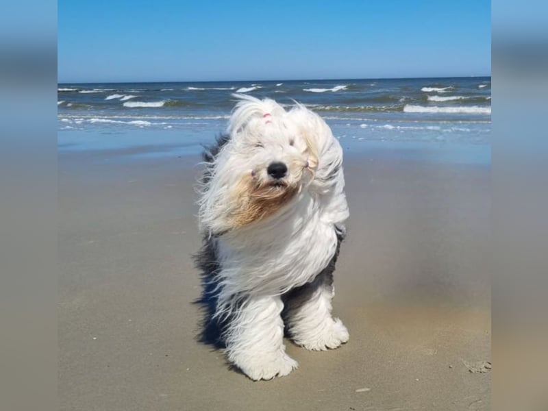 Wir planen einen Wurf für 2026