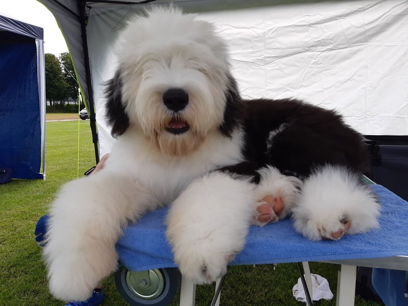 Unsere Welpen sind geboren .....