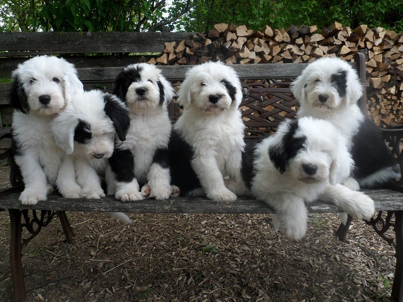 Unsere Welpen sind geboren .....