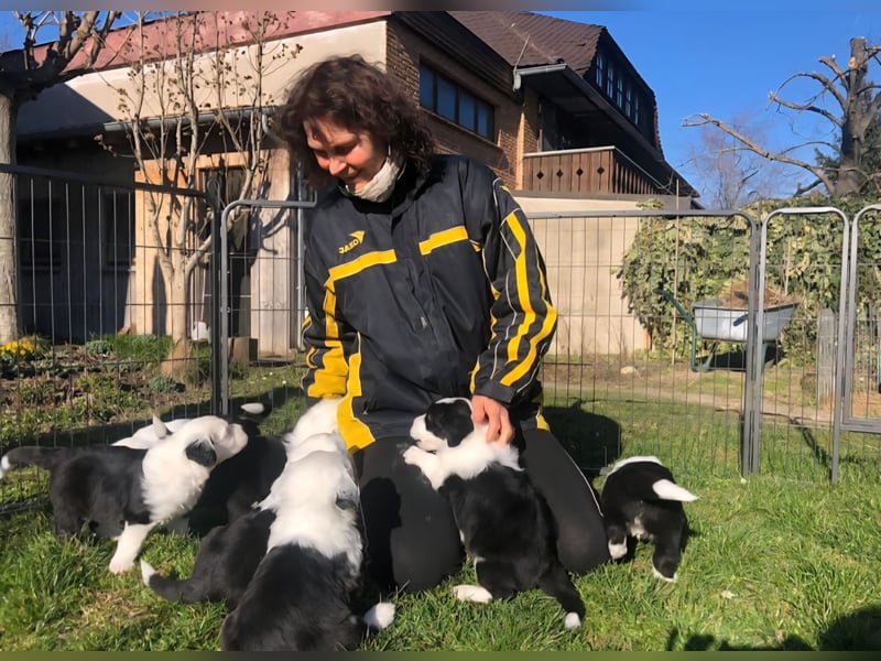 Wir planen einen Wurf für 2026