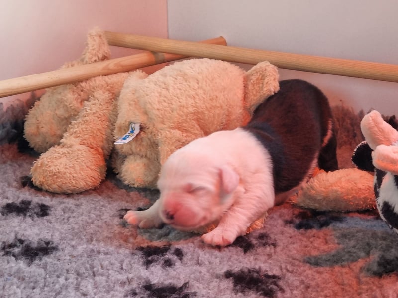 Unsere Welpen sind geboren .....