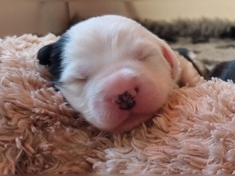 Unsere Welpen sind geboren .....