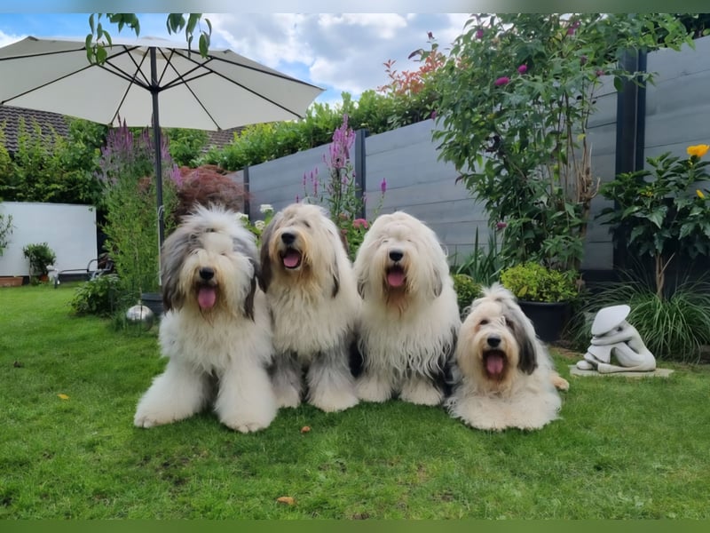 Wir planen einen Wurf für 2026