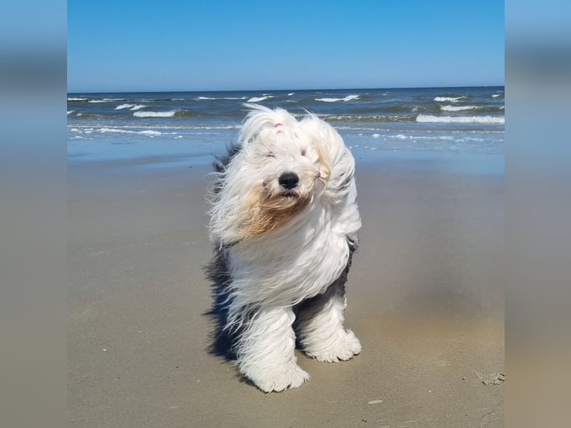 Unsere Welpen sind geboren .....