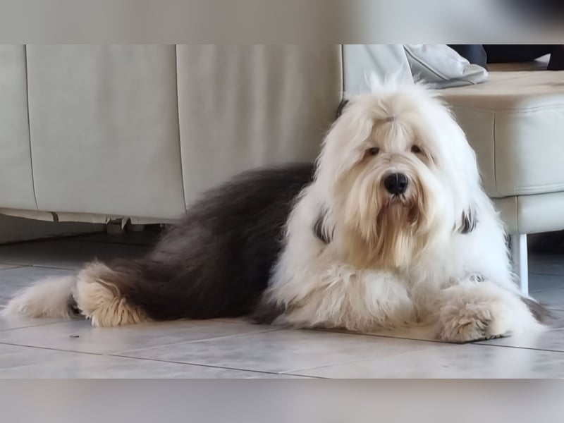 Wir planen einen Wurf für 2026