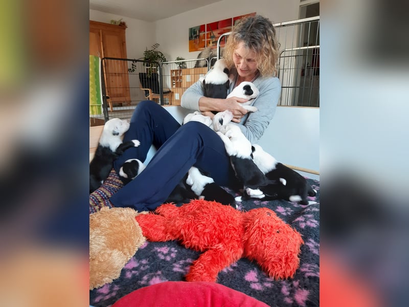 Unsere Welpen sind geboren .....