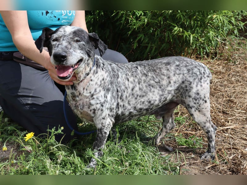 Zauro, Mix Bobtail / Briard / Cattle Dog, lieb und sozial