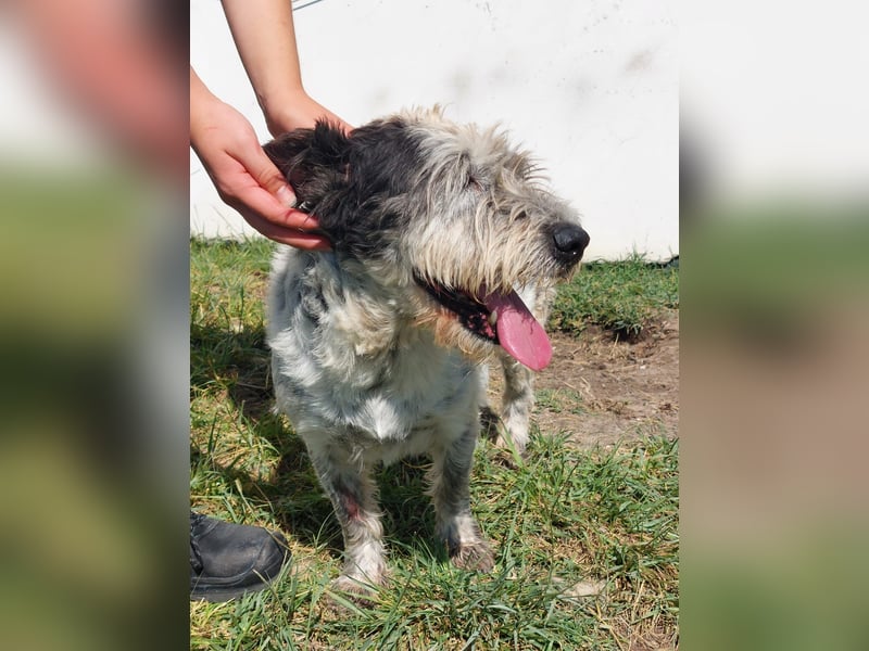 Zauro, Mix Bobtail / Briard / Cattle Dog, lieb und sozial