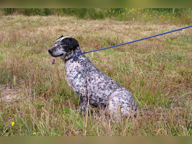 Zauro, Mix Bobtail / Briard / Cattle Dog, lieb und sozial