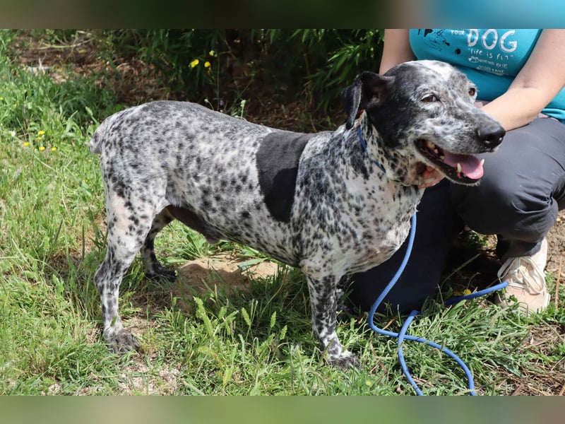 Zauro, Mix Bobtail / Briard / Cattle Dog, lieb und sozial