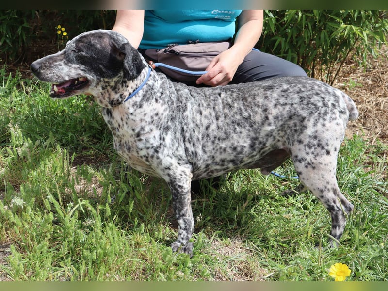 Zauro, Mix Bobtail / Briard / Cattle Dog, lieb und sozial