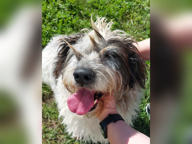 Zauro, Mix Bobtail / Briard / Cattle Dog, lieb und sozial