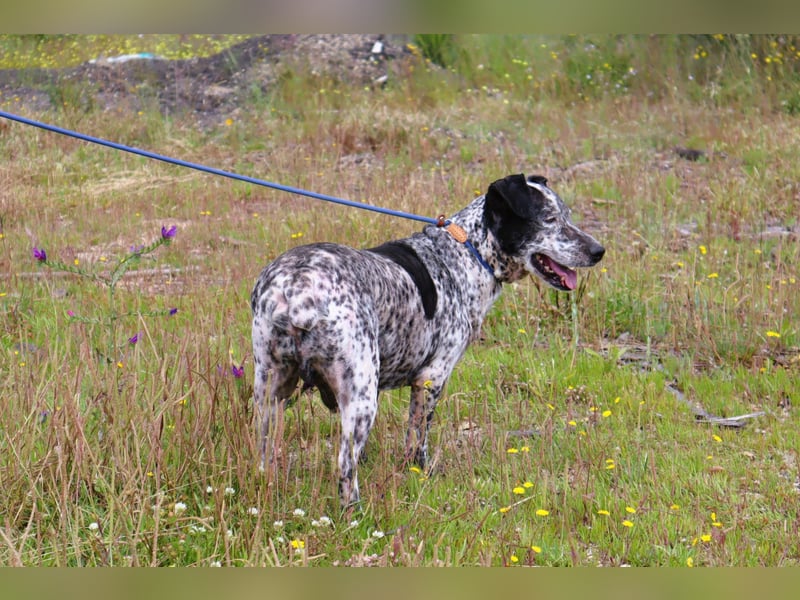 Zauro, Mix Bobtail / Briard / Cattle Dog, lieb und sozial