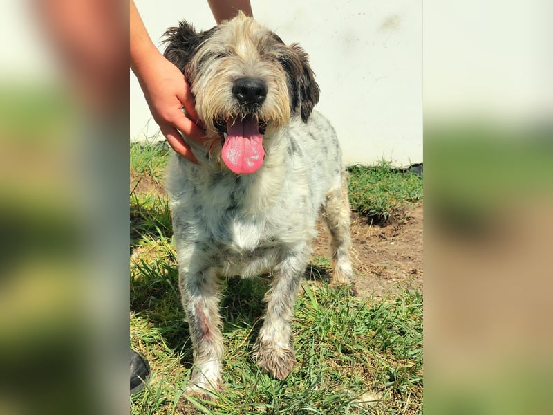 Zauro, Mix Bobtail / Briard / Cattle Dog, lieb und sozial