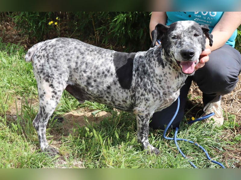 Zauro, Mix Bobtail / Briard / Cattle Dog, lieb und sozial