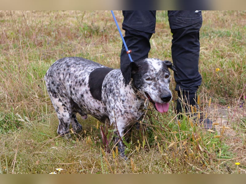 Zauro, Mix Bobtail / Briard / Cattle Dog, lieb und sozial