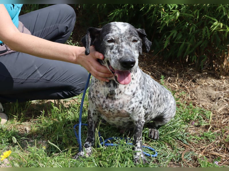 Zauro, Mix Bobtail / Briard / Cattle Dog, lieb und sozial