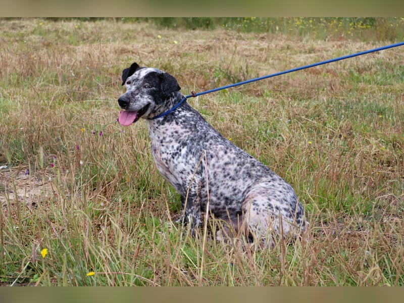 Zauro, Mix Bobtail / Briard / Cattle Dog, lieb und sozial