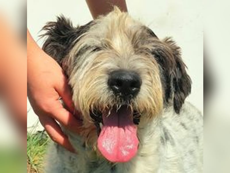 Zauro, Mix Bobtail / Briard / Cattle Dog, lieb und sozial