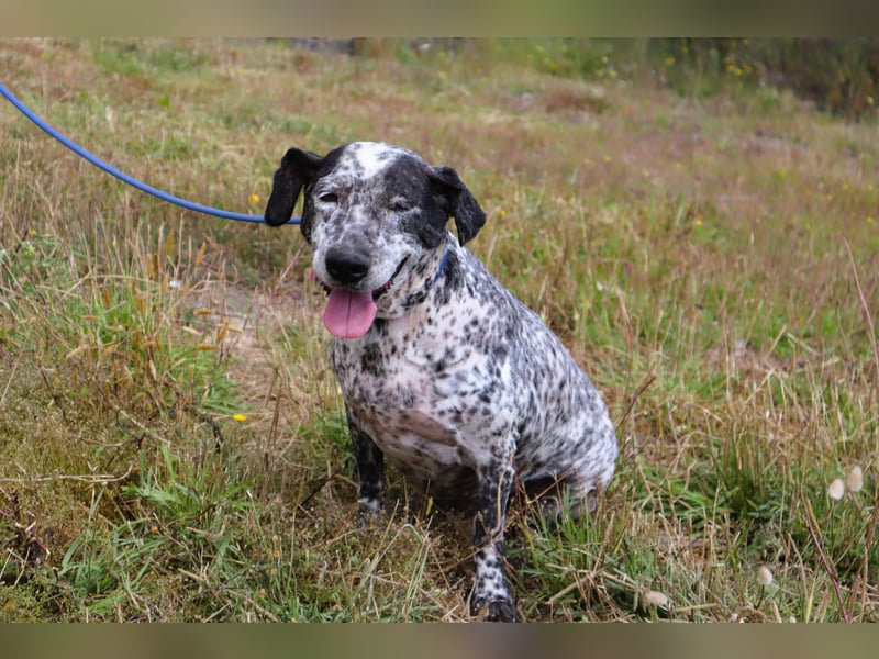 Zauro, Mix Bobtail / Briard / Cattle Dog, lieb und sozial