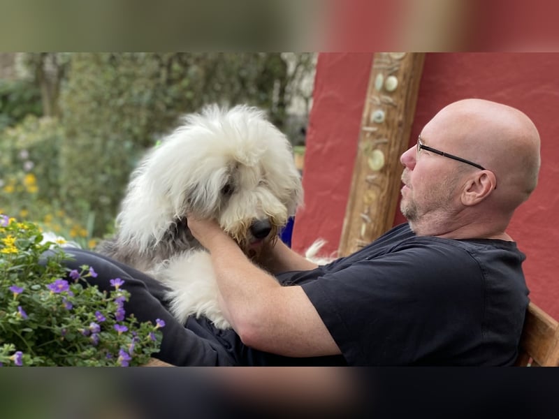 Bobtailwelpen aus kontrollierter VDH- Zucht
