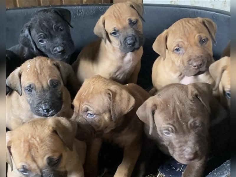 Boerboel, Familienhund, Wachhund