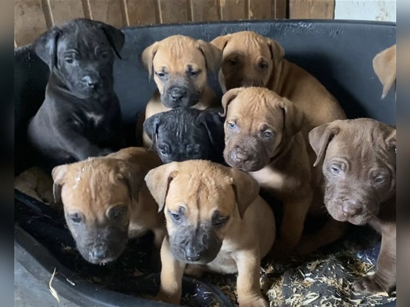 Boerboel, Familienhund, Wachhund