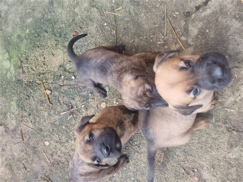 Boerboel-Malinois Mix