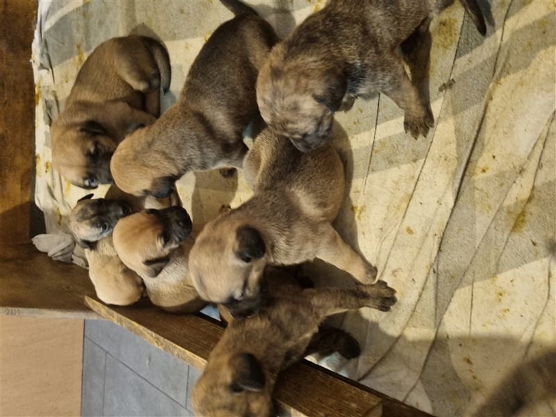 Boerboel-Malinois Mix