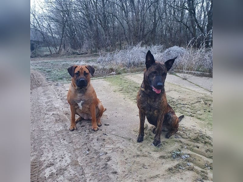 Boerboel-Malinois Mix