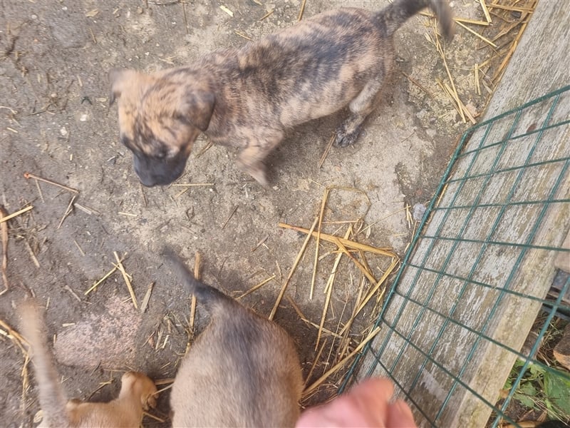 Boerboel-Malinois Mix