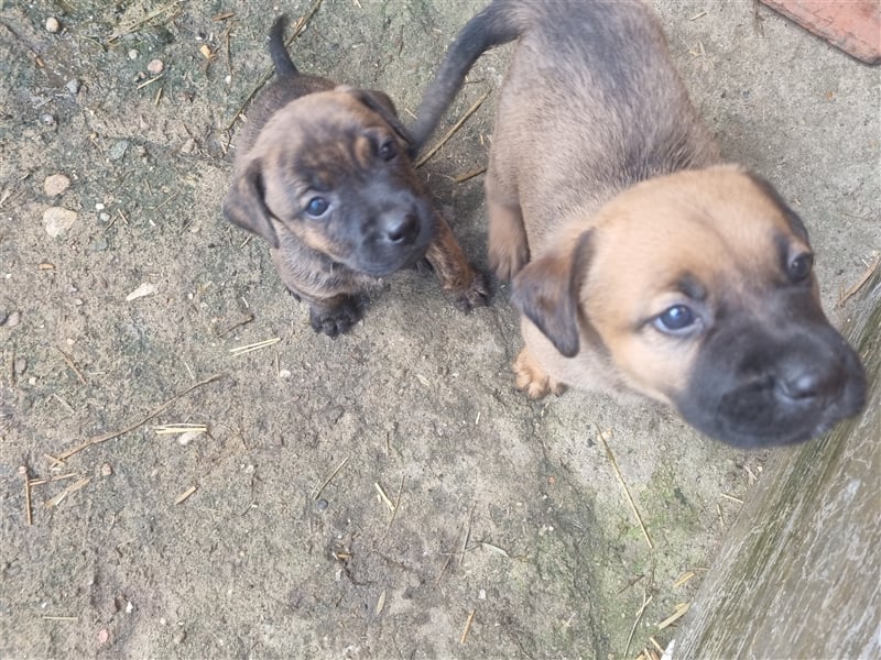 Boerboel-Malinois Mix