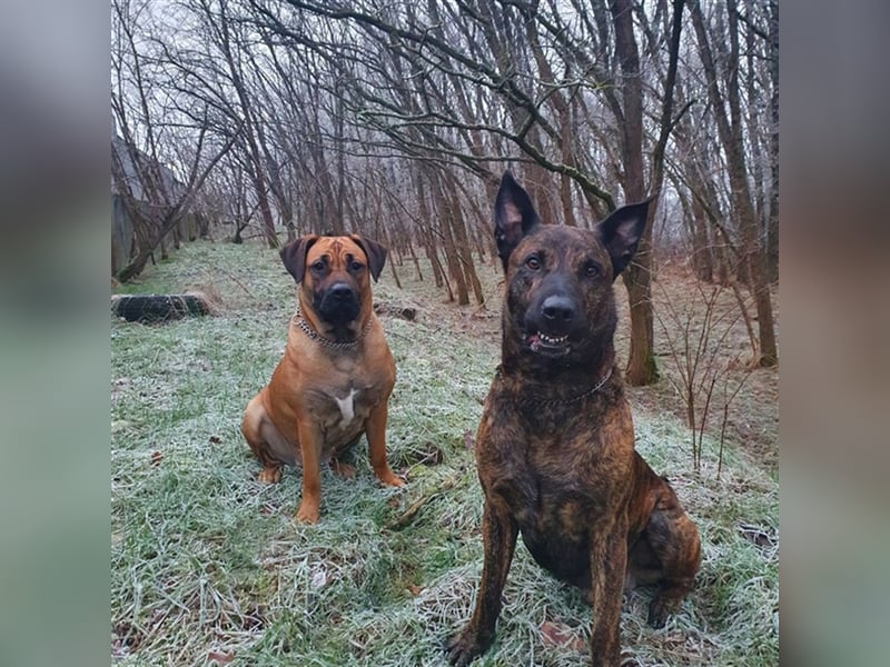 Boerboel-Malinois Mix