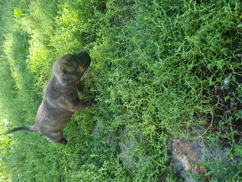 Boerboel-Malinois Mix