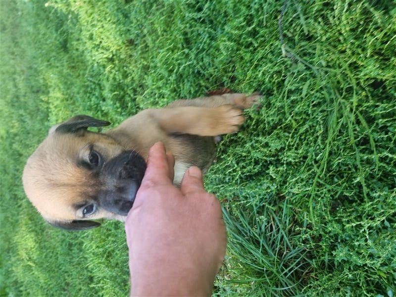 Boerboel-Malinois Mix