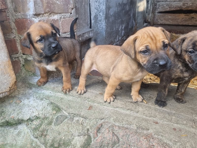 Boerboel-Malinois Mix