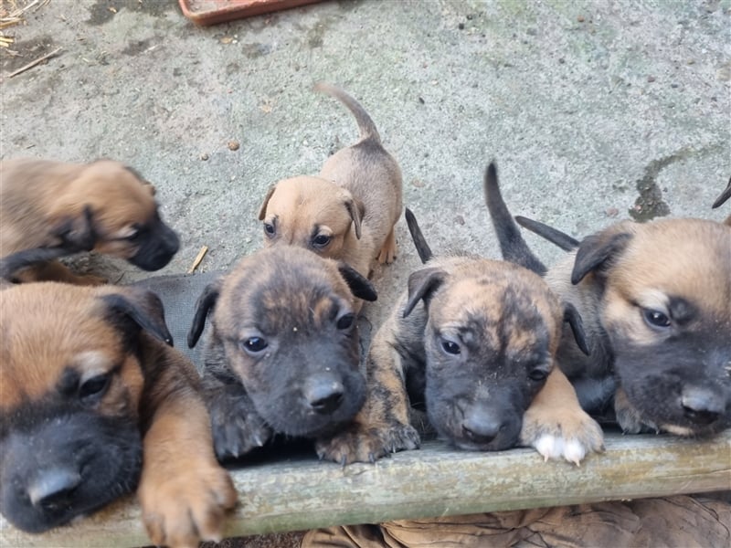 Boerboel-Malinois Mix