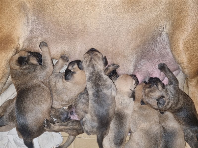 Boerboel-Malinois Mix