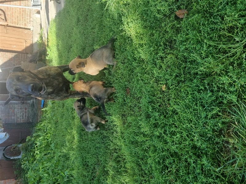 Boerboel-Malinois Mix