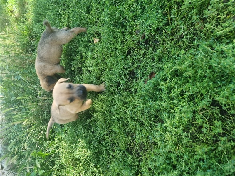 Boerboel-Malinois Mix