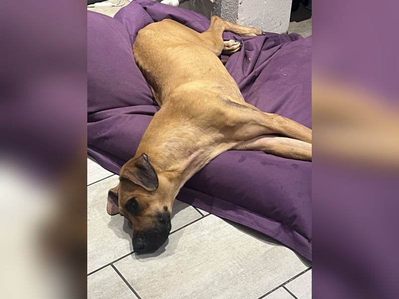 Wundervolle Hündin sucht zuhause