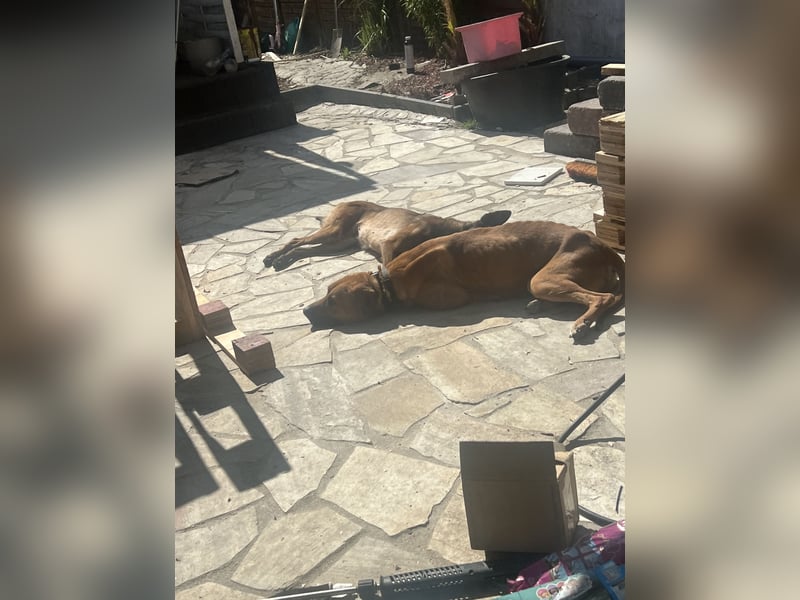 Wundervolle Hündin sucht zuhause