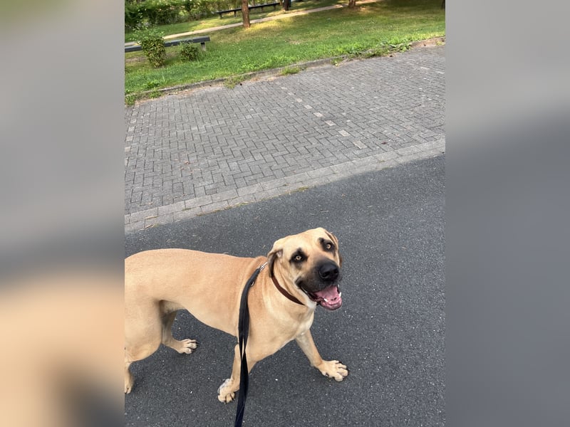 Boerboel Broholmermix