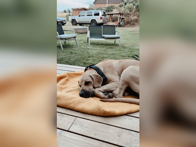 Boerboel Broholmermix