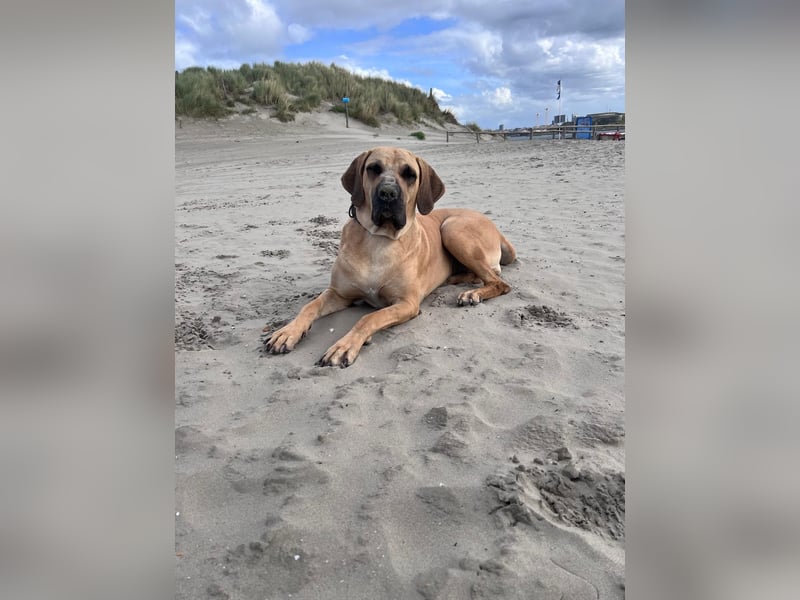 Boerboel Broholmermix