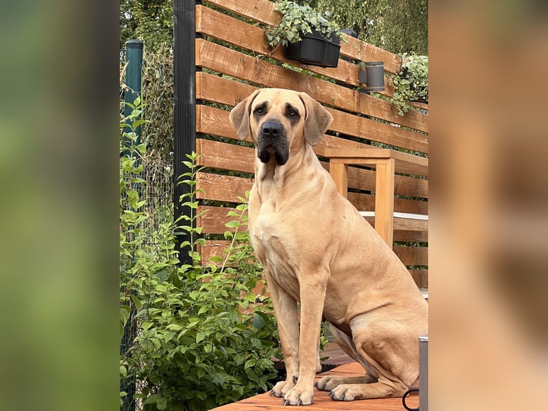 Boerboel Broholmermix