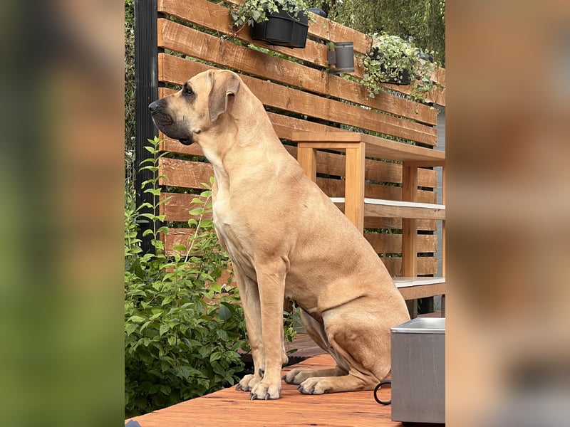 Boerboel Broholmermix