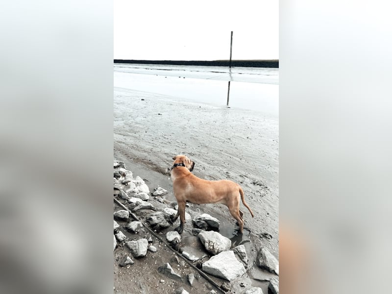 Boerboel Broholmermix